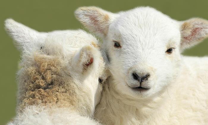 Springtime lambs